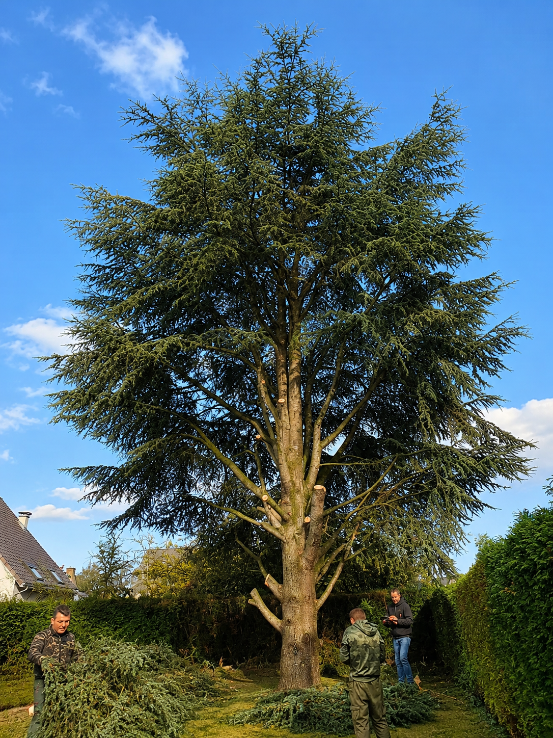 Réalisation élagage arbre Lunel Hérault – RM.Multiservices